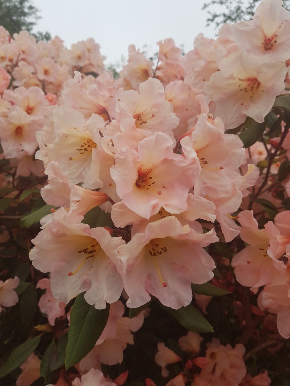 'Vanessa Pastel' AGM